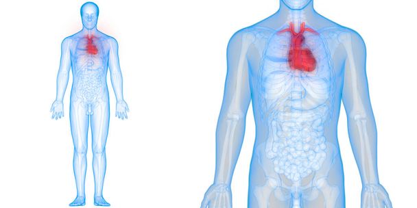 Illustration 3D du cœur humain - Photo, image