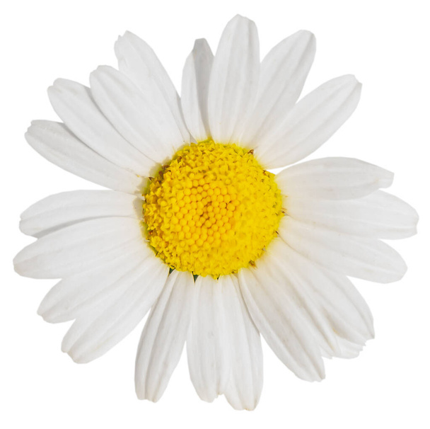 White Daisy on blurred background closeup isolated - 写真・画像