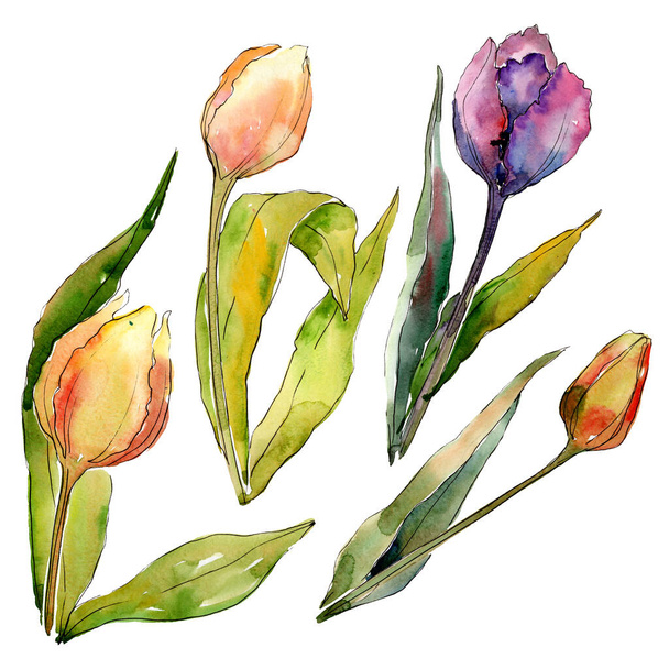 Botanische Tulpenblüten. Aquarell Hintergrundillustration Set. isolierte Tulpen Illustrationselement. - Foto, Bild