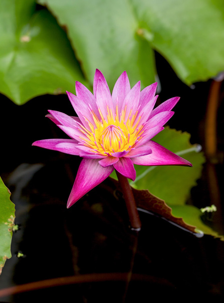 lotus flower - Фото, изображение