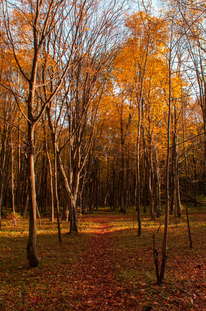 Scène d'automne dans un parc municipal
 - Photo, image