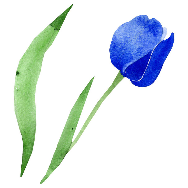 Sininen tulppaani kukka kasvitieteellinen kukkia. Vesiväri tausta kuvitussarja. Eristetty tulppaanien kuvituselementti
. - Valokuva, kuva