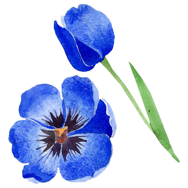 Blue tulip floral botanical flowers. Watercolor background illustration set. Isolated tulips illustration element. - Photo, Image