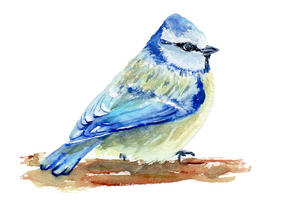 watercolor drawing of a bird - tit on a branch - 写真・画像