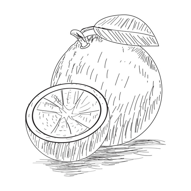 Sketch of an orange - Διάνυσμα, εικόνα