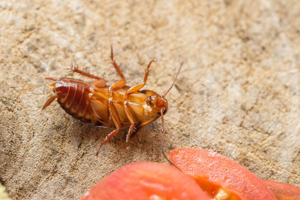 Mrtvý šváb, problém v domě kvůli švábům  - Fotografie, Obrázek