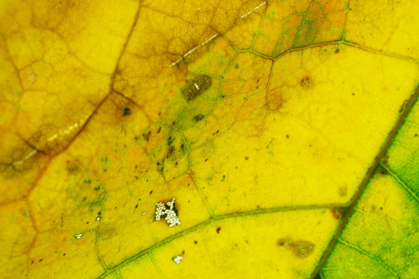 Wzór liści. Tekstura abstrakcyjna liści tropikalnych. Ochrona przyrody - Zdjęcie, obraz