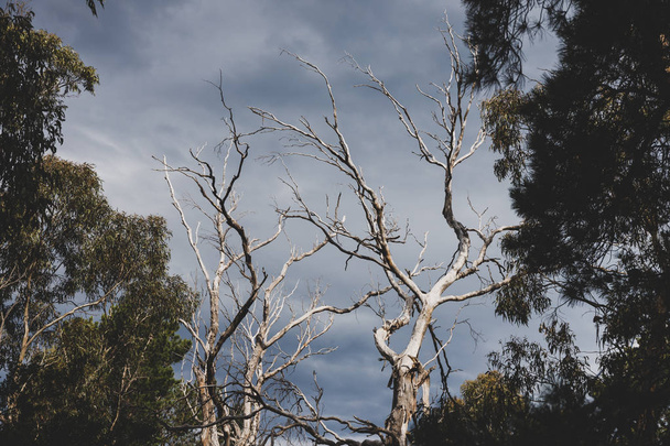 rugged tree branches from a dead eucalyptus gum tree against a s - Foto, Imagen