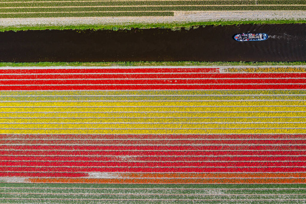 Aerial drone shot view of Tulips Field near Keukenhof in Netherlands - 写真・画像