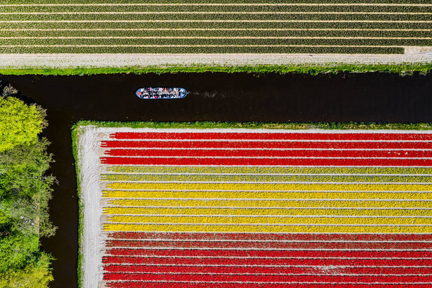 Vista aérea del campo de los tulipanes cerca de Keukenhof en Holanda
 - Foto, imagen