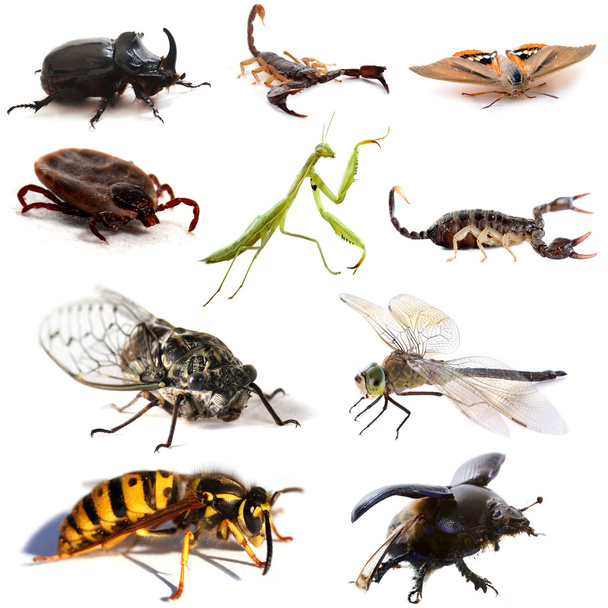 Insectes et scorpions
 - Photo, image