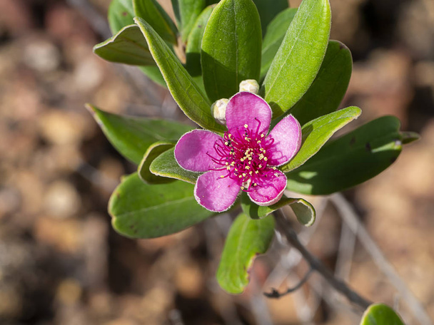Close up of Downy myrtle flower. - Fotografie, Obrázek