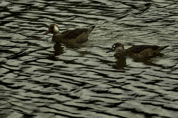 Brasileños teals pareja nadando en un estanque
 - Foto, imagen