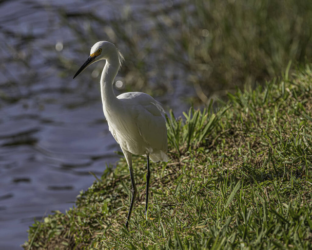 Un pájaro blanco colgando alrededor del estanque
 - Foto, imagen