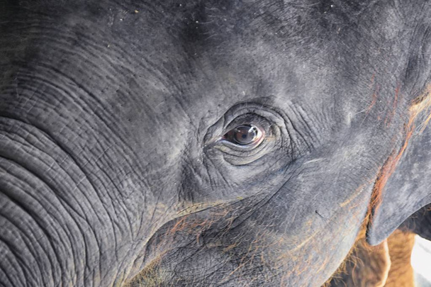 Baby olifant, Elephas maximus, gered, genezing om opnieuw te worden geïntroduceerd in het wild, van dichtbij bekijken in beschermd park, Herbivoren dier in Phuket, Thailand. Azië. - Foto, afbeelding