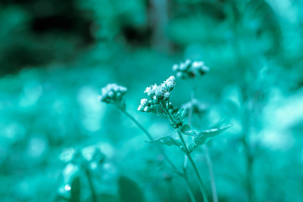 flor de prado selvagem com efeito de filtro azul turqouise
  - Foto, Imagem