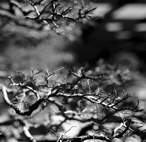 Holé větve na listnatém stromě za slunečného dne - Fotografie, Obrázek