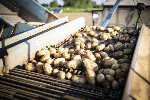 Freshly harvested potatoes on conveyor. Farm machinery during digging potatoes on a sunny day. A potato-lifting. - Foto, imagen