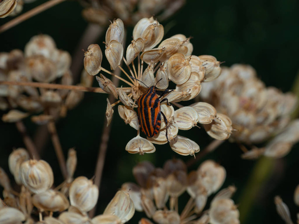 bug bouclier rayé noir sur la plante
 - Photo, image