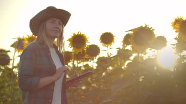 Young female student with a tablet on a sunflower field in sunny evening - Imágenes, Vídeo