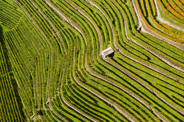 Valtellina (It) - Terras wijngaard in de Bianzone - Foto, afbeelding