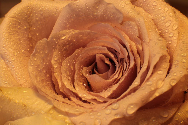 macro photography rose flower with dew on leaf - Photo, Image