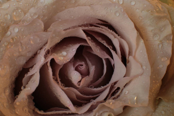 macro fotografía rosa flor con rocío en la hoja
 - Foto, Imagen