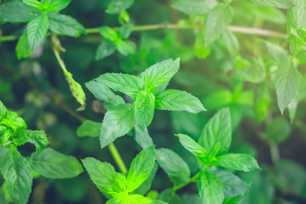Menta Fondo hojas verdes. Hojas de hierbas en Jardín con luz cálida
 - Foto, Imagen