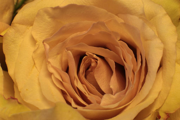 makro fotográfia rózsa virág harmat a levél - Fotó, kép