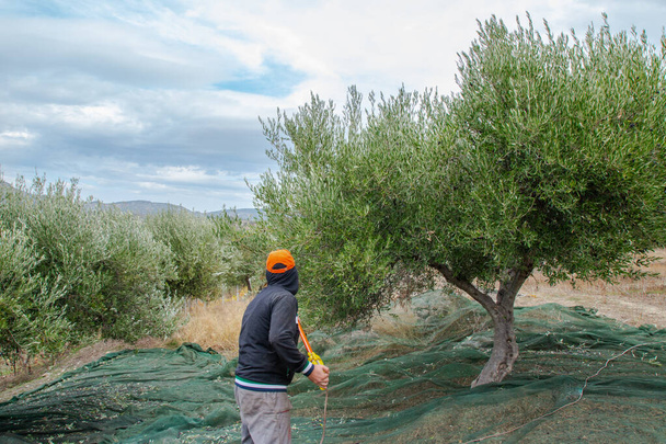 Bauern pflücken Oliven in Griechenland, Beton. Ernte frischer Oliven, Olivenölproduktion. Oliven pflücken mit elektrischem Kamm. griechischer Olivenanbau.  - Foto, Bild