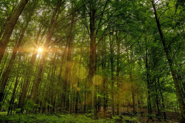 Beautiful shot of the sun shining through the forest full of beautiful tall green trees - Photo, Image