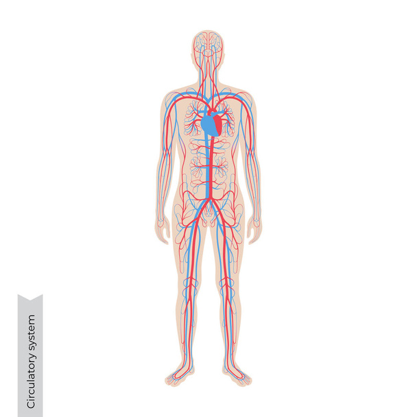 dolaşım sistemi anatomisi - Vektör, Görsel