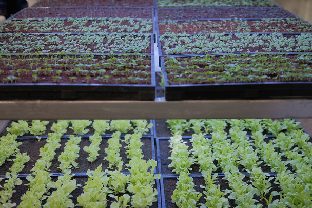 pianta che cresce in smart farm indoor con luce artificiale a led. ph
 - Foto, immagini