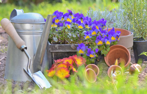 цветочные горшки цветущие и садовое оборудование на траве в саду
  - Фото, изображение