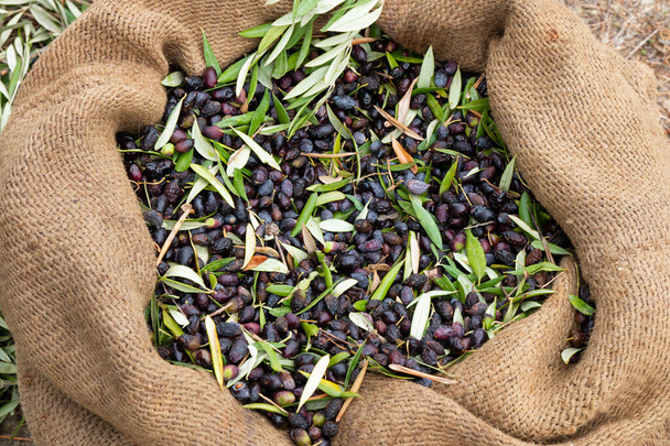 Säckebeutel voller frischer Oliven. Oliven ernten in Beton, Griechenland. Ernte frischer Oliven vom Baum für die Produktion von nativem Olivenöl extra.  - Foto, Bild
