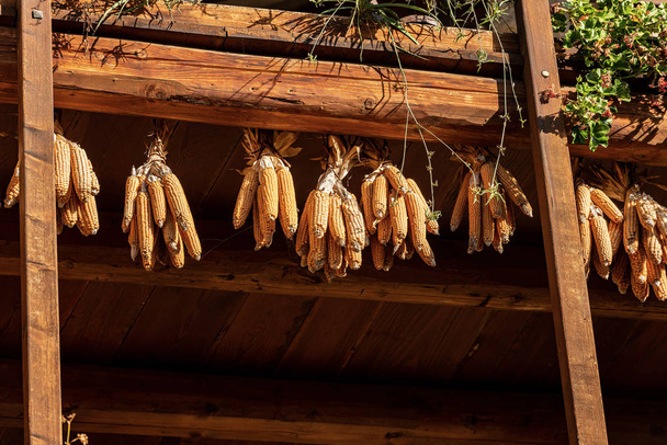 Maïskolven aan het dak - Canale di Tenno Trentino Italië - Foto, afbeelding