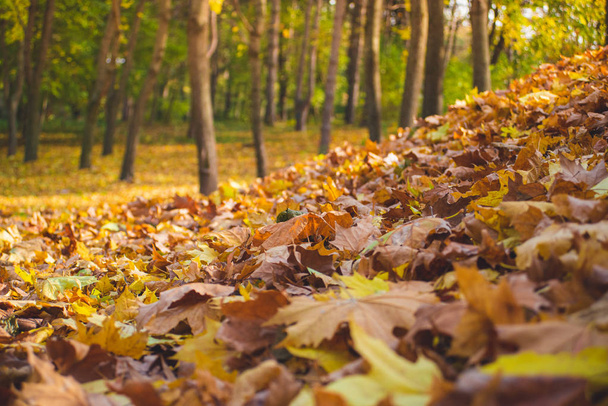Autumn park landscape - blurred park trees and fallen dry autumn - Fotó, kép