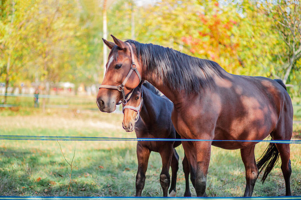 Μητέρα άλογο και μικρό πουλάρι της, κοντινό πορτρέτο closeup. - Φωτογραφία, εικόνα