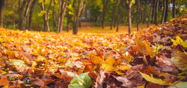 Paisaje del parque otoñal - árboles borrosos del parque y otoño seco caído
 - Foto, Imagen