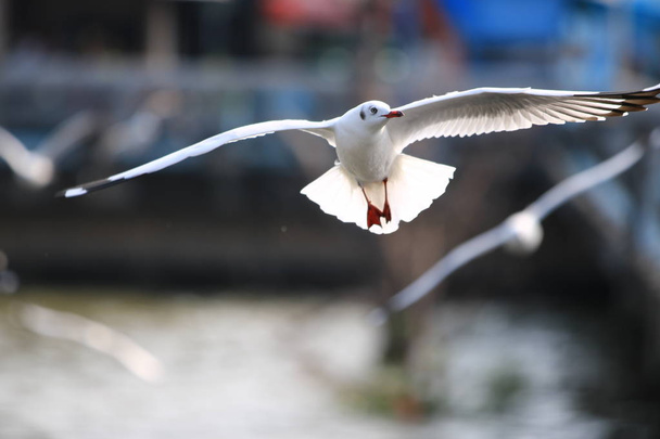 密閉カモメはその翼を美しく広げ、 Seagullはバンプータイで飛んでいます - 写真・画像