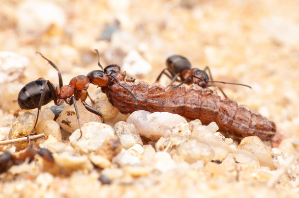 Karınca yaşamı, makro fotoğrafçılık  - Fotoğraf, Görsel