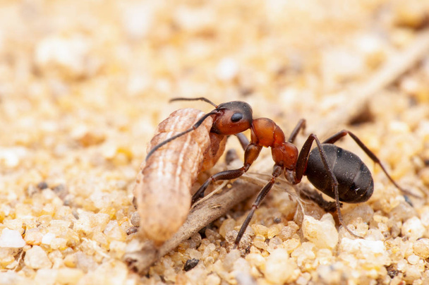 Ant life, makro photography  - Fotografie, Obrázek