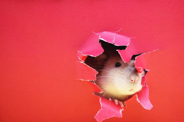 Rat is looking through the ragged hole in the red paper. Happy New Year 2020. - Fotoğraf, Görsel