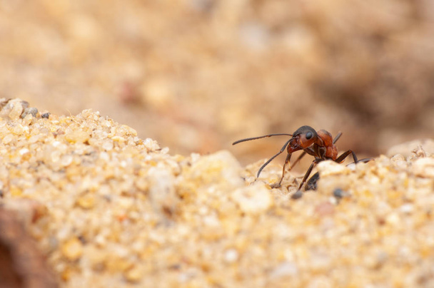 Vida de formiga, macrofotografia
  - Foto, Imagem