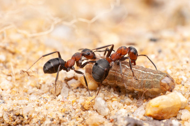 muurahainen elämä, makro ampua
 - Valokuva, kuva