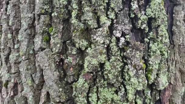 Ongebruikelijke verweving van takken op een oude omgevallen boom in het bos - Video