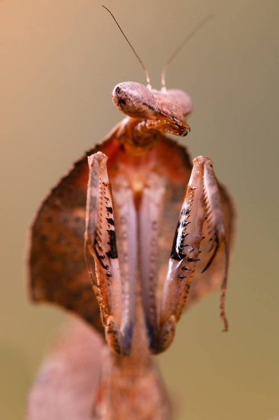 deroplatys truncata a mantis - Zdjęcie, obraz