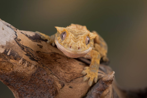 The crested gecko or eyelash gecko (Correlophus ciliatus) is a species of gecko native to southern New Caledonia - Photo, Image
