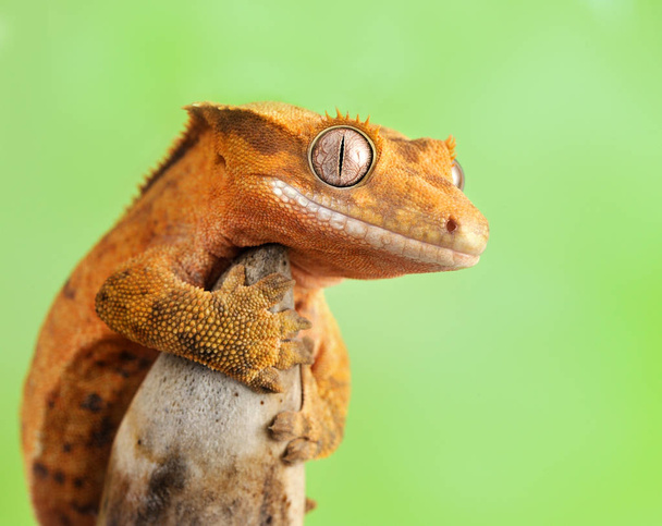 The crested gecko or eyelash gecko (Correlophus ciliatus) is a species of gecko native to southern New Caledonia - Photo, Image