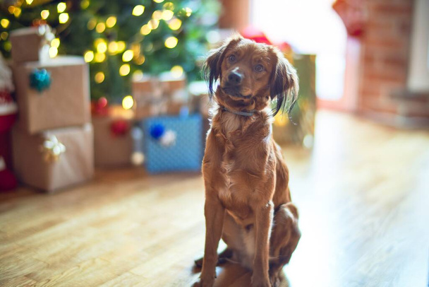 Cão adorável em torno da árvore de natal em casa
 - Foto, Imagem